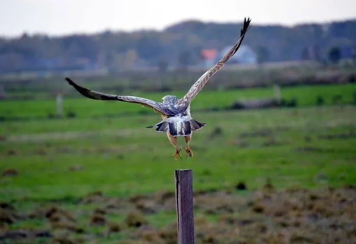 Dom wakacyjny Typisch Frans