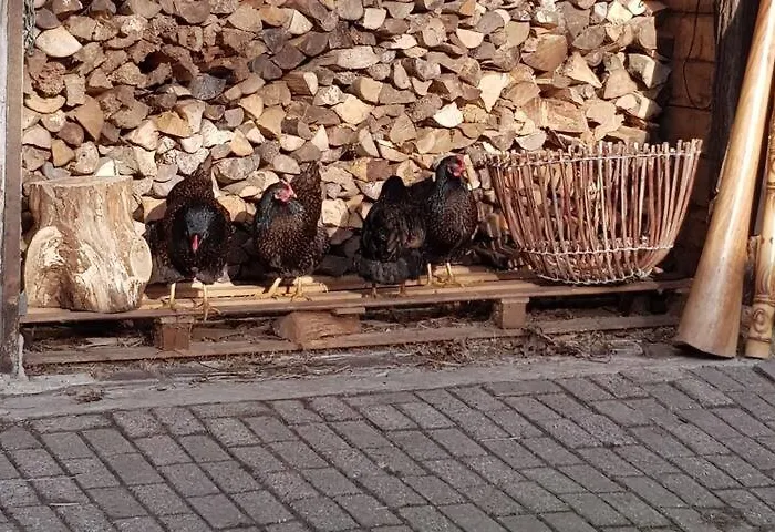 Dom wakacyjny Typisch Frans