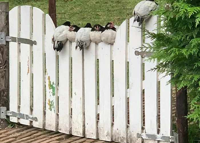 Dom wakacyjny Typisch Frans *